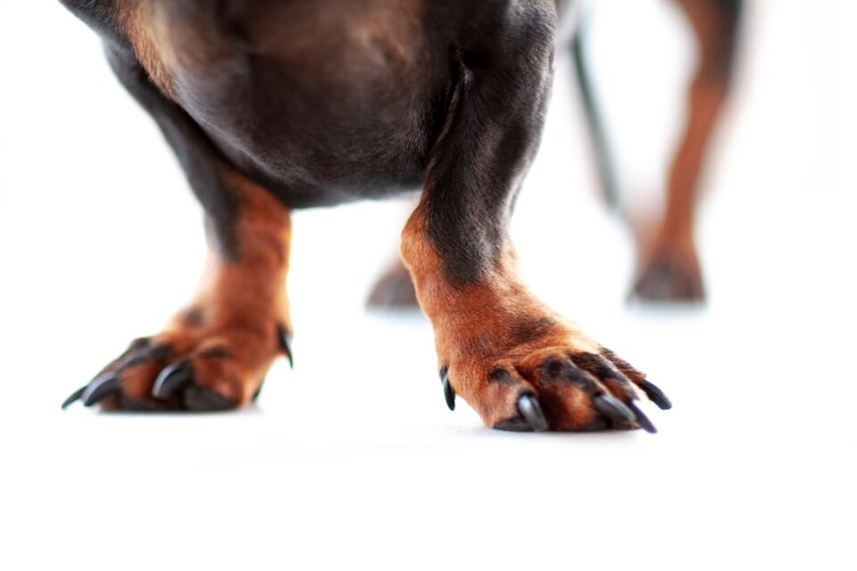Photo dog paws